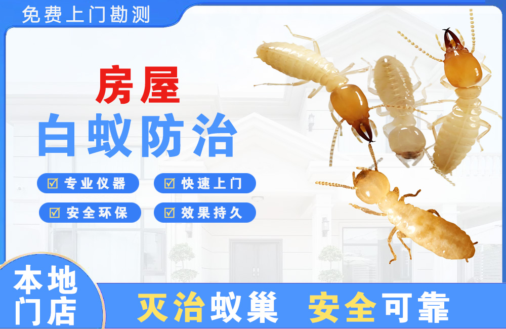 三亚房屋白蚁防治